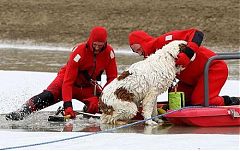 救援犬球場貪玩下水尾巴被凍