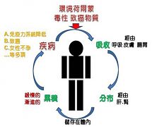 何謂:環 境 荷 爾 蒙?