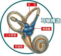 美國公開賽醫學小知識:讓戴伊暈倒的是什麼病?
